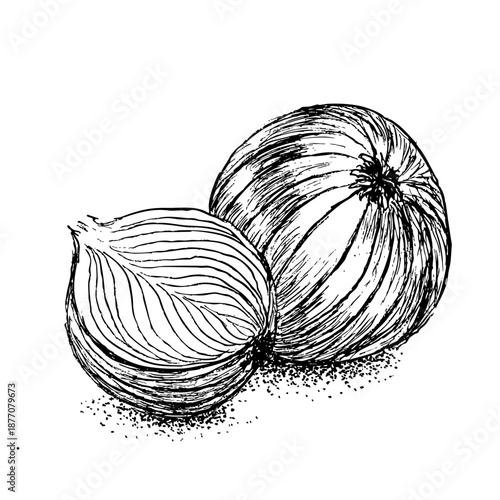 Ilustración vectorial editable dibujo de dos cebollas cortadas, retro, realista