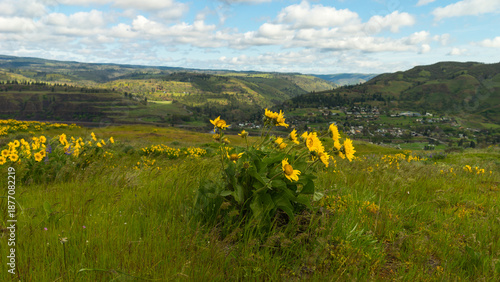 Foto Spring Wild Flowers Blooming at Columbia River Gorge, Rowena Crest Viewpoint & T