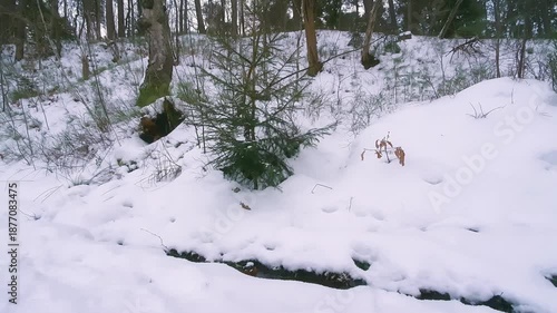 Wallpaper Mural Snowy wintertime landscape with small snow covered fir tree among snowdrifts on edge of snowbound conifer forest or park at winter day with slight snowfall. No people wintry natural background. Torontodigital.ca