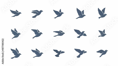 collection of birds