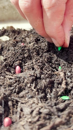 Vertical video of sowing cucumber seeds for seedlings. A close up view of a woman hands planting cucumber seeds into the soil.