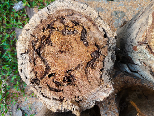 close up of the surface of a piece of wood attacked by termites