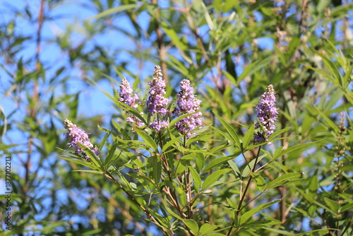 西洋ニンジンボク　チェストツリー