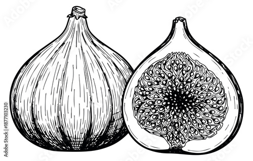 Hand drawn line art illustration of a fig depicting a whole fruit and its cross section with seeds for healthy food and recipe designs