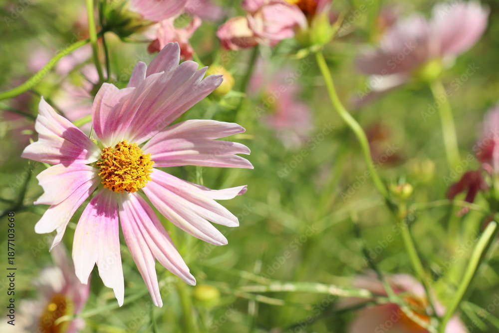 Obraz premium アプリコット色のコスモス アプリコットレモネード