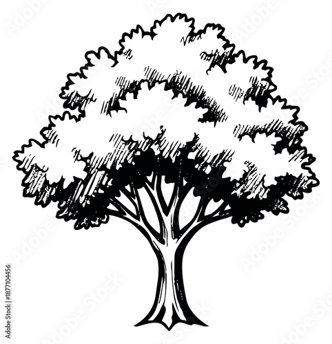 Hand drawn line art illustration of a tree depicting lush foliage and a sturdy trunk for nature and environmental designs