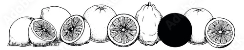Hand drawn line art citrus fruits set featuring whole and sliced lemons, oranges, and a citron for food and beverage designs