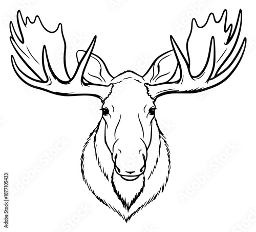 Hand drawn line art illustration of a moose head depicting a majestic frontal view for wilderness and wildlife themes