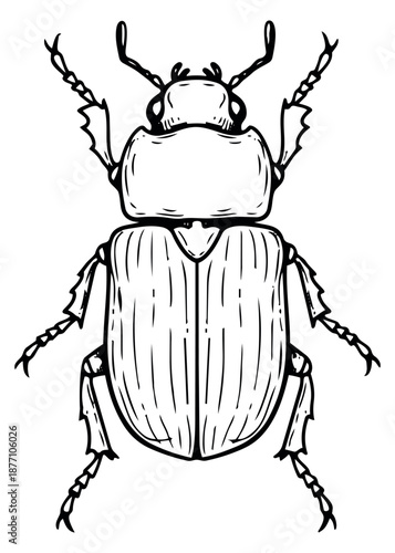 Hand drawn line art illustration of a beetle depicting an insect for educational and nature designs