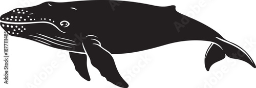 Photos Right Whale Floating at Surface with Broad Back and Blowhole