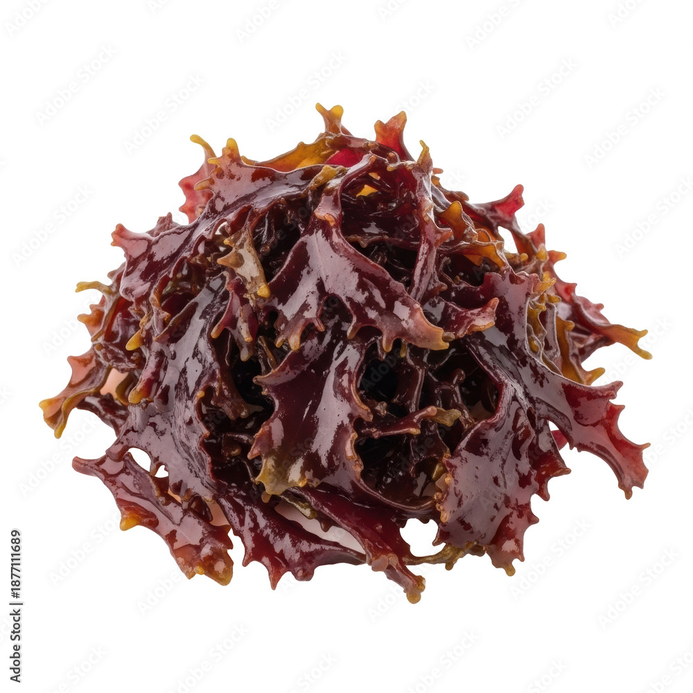 Obraz premium Meticulously arranged pile of fresh, dark reddish-purple dulse seaweed with moist, glossy fronds on a transparent studio background with copy space, healthy food ingredient concept