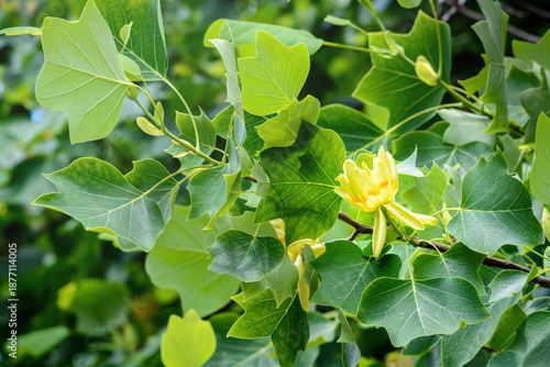 Tulip tree flower,Liriodendron tulipifera, selective focus