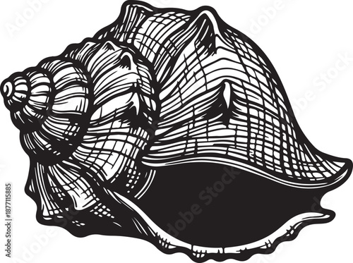 Conch Silhouette on White Background