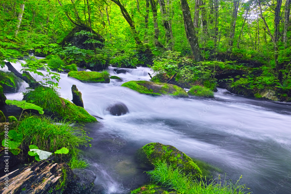 Obraz premium 青森県十和田市、新緑の奥入瀬渓谷の風景 