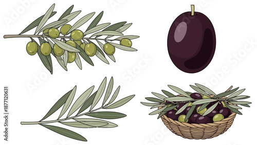 Olive branch and olives illustration with olive fruit and leaves in traditional wicker basket