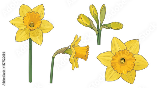Illustration of daffodils in various stages of bloom on a simple white background from a direct viewpoint