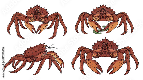Illustration of crabs from multiple viewpoints showcasing various poses and details