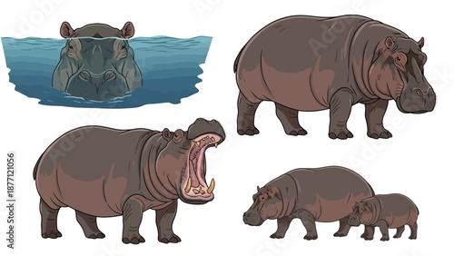 Hippopotamus family in various poses and actions on land and in water