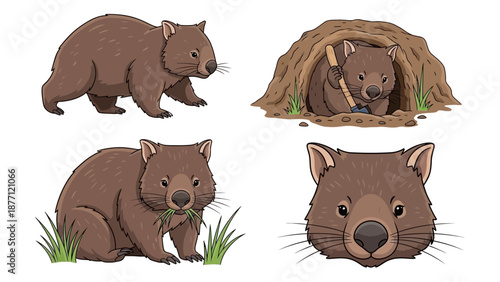 Illustrations of wombats in various poses and activities in their natural habitat.