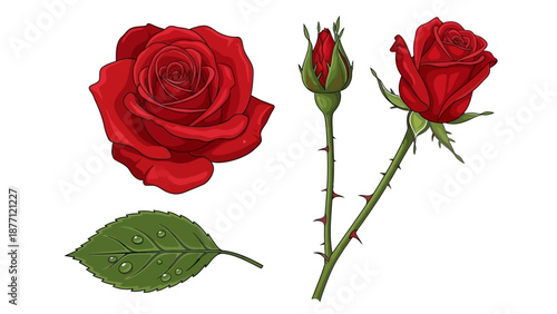 Illustration of red roses with leaves and thorns from a close-up viewpoint