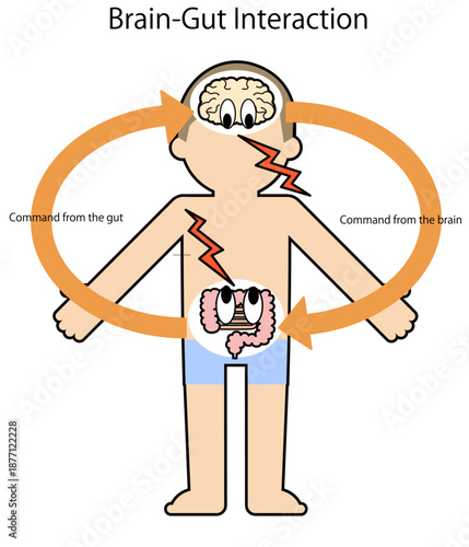 人体と脳腸相関図のベクターイラスト