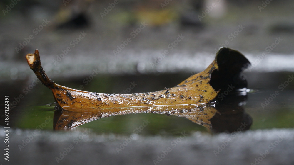 Obraz premium Dry leaves in puddles on wet ground after rain