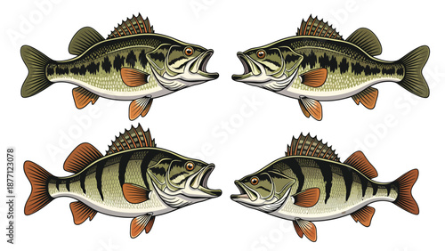 Freshwater Fish Illustrations: Largemouth Bass and Yellow Perch Set on White Background