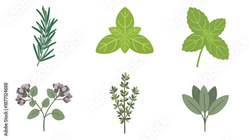 Fresh Herbs Collection: Rosemary, Basil, Mint, Oregano, Thyme, Sage