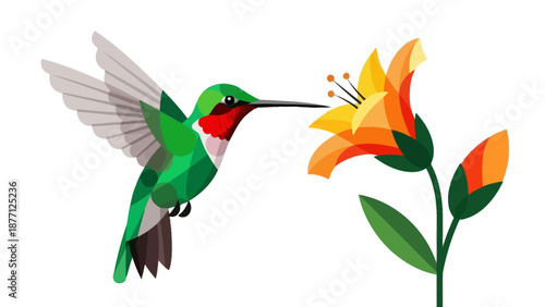 Hummingbird Feeding on Orange Flower, Vector Illustration, White Background