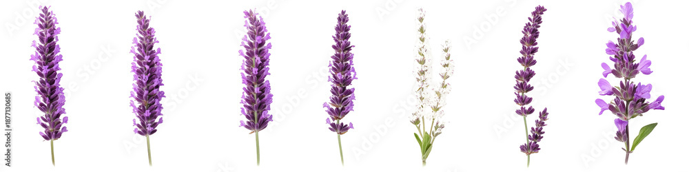 Fototapeta premium Five minimal nature design compositions contemporary mixed petals on transparent background