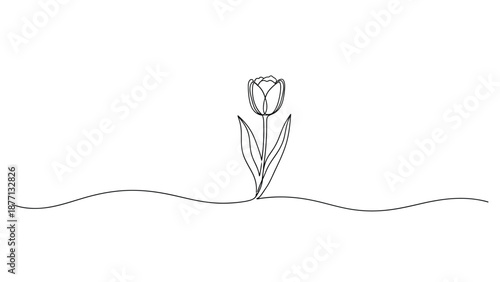 A single tulip emerges from the ground, drawn with a continuous line.