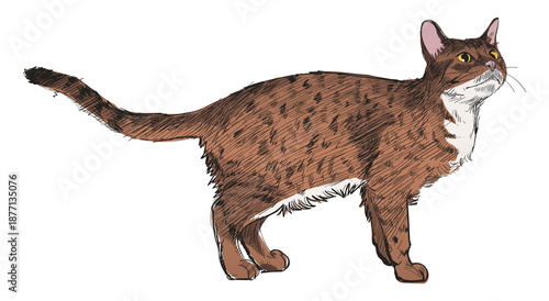 Photography Png Ocicat cat animal illustration, transparent background