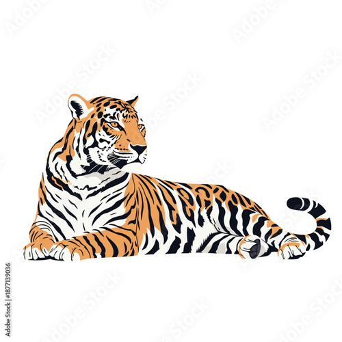 Detailed vector illustration of a majestic striped tiger lying down and looking back over its shoulder isolated on a plain white background.