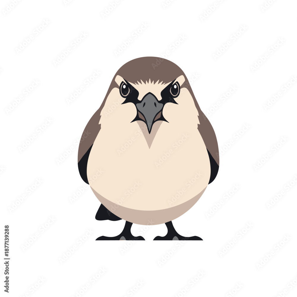 Obraz premium Front view portrait of a cute small brown bird with dark markings around its eyes and a sharp beak isolated on a plain white background.