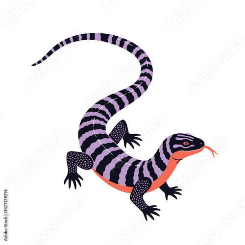 Purple and black striped lizard with a bright orange underside and its tongue sticking out isolated on a clean white background.