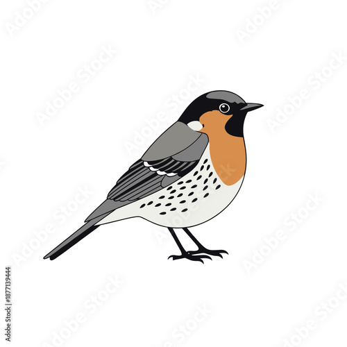 Detailed vector illustration of a small songbird with a bright orange chest and grey wings isolated on a plain white background.