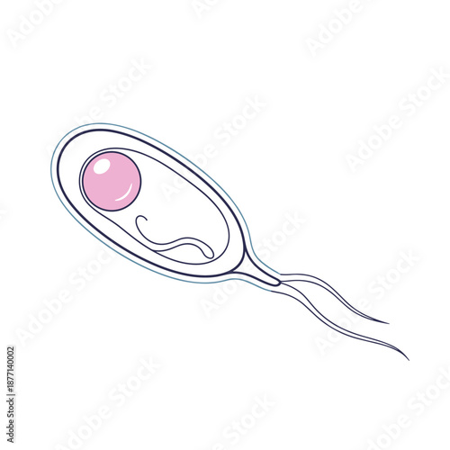 Microscopic single-celled organism with cilia and internal structures depicted for biological science and medical research.
