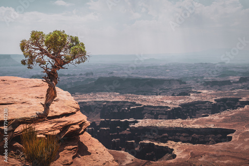 lonely tree next to cliff with a view