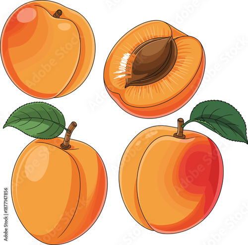 Apricot fruit illustration, fresh ripe apricots, sliced apricot with seed, healthy organic food, summer fruit, vector art, isolated white background