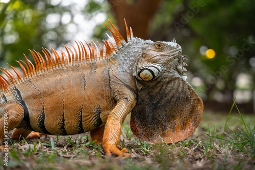 Photography Adult male Green Iguana (Iguana iguana) in mating season with orange skin