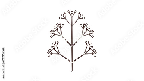 Botanical illustration of a plant branch features small berries or buds growing in clusters along thin stems in nature.