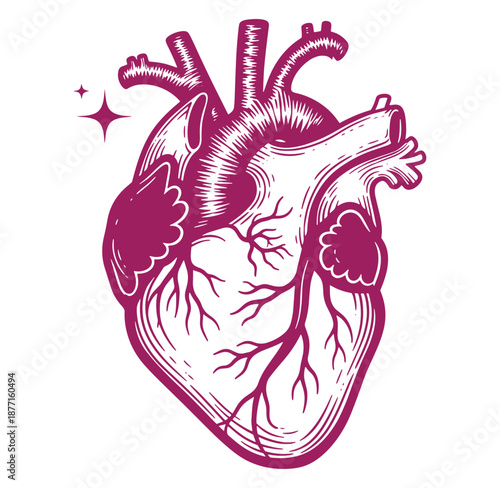Anatomical drawing of a human heart with veins and arteries  medical illustration