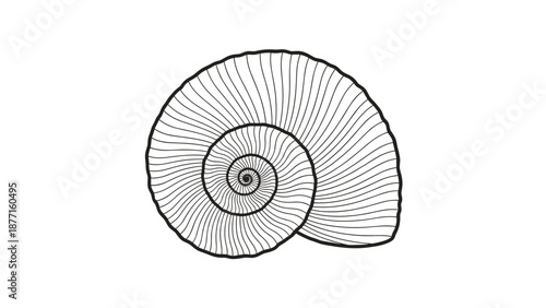 Intricate line art drawing of a spiral nautilus shell showcasing mathematical beauty and natural patterns in black and white.