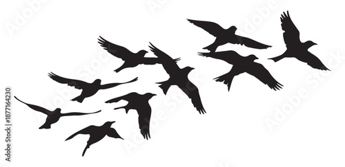 Group of black birds soaring and flying across white empty background graphic