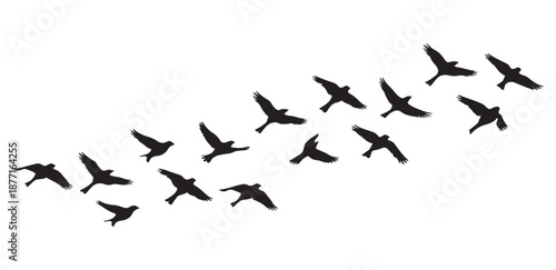 Migrating birds silhouettes flying across sky in flock formation during seasonal movement