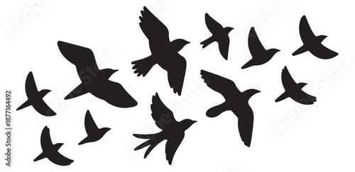 Silhouette of flock of birds flying in the sky, freedom and nature