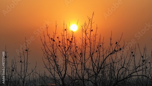 Silhouette of birds on a branch at sunset