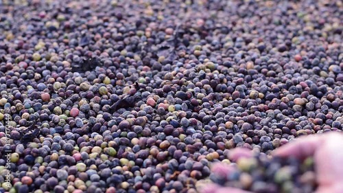 Macro shot of colorful raw coffee cherries (green, red, purple) drying in the sun. This natural process is part of harvesting coffee beans at a plantation