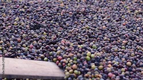 Macro shot of colorful raw coffee cherries (green, red, purple) drying in the sun. This natural process is part of harvesting coffee beans at a plantation