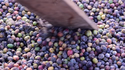 Macro shot of colorful raw coffee cherries (green, red, purple) drying in the sun. This natural process is part of harvesting coffee beans at a plantation